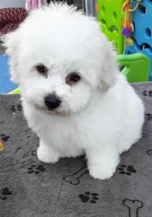 Bichon fris Welpen-aus VDH-Zucht suchen noch liebe Hundeeltern