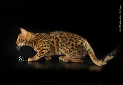 Traumhafte Bengalkatzen - neue Zuchtgeneration bei www. Bengalkatzen. com, Bengalk