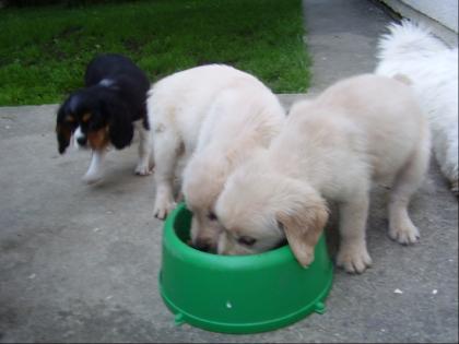 Golden Retriever