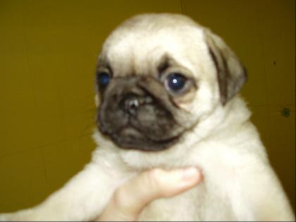 Mops
