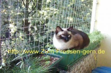 Katzenschutznetze in verschiedenen Ausführungen