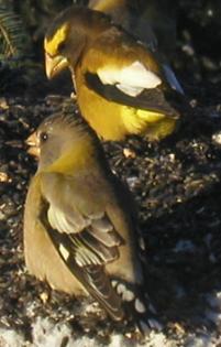 Abend kernbeisser vespertina