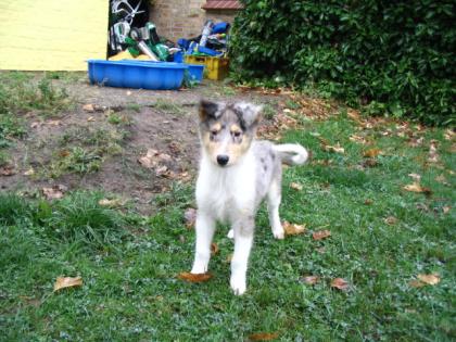 American Line Colliewelpen ohne Papiere
