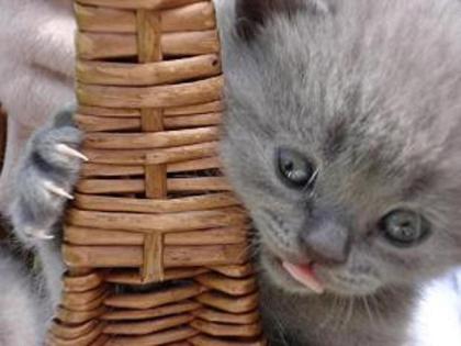 Britisch Kurzhaar Katzenbabies