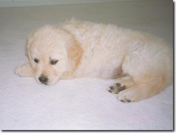 Golden Retriever Welpe zu verkaufen