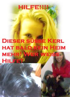 Ulm - Armer Hund muss sein Frauchen verlassen - Hilfe
