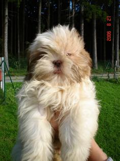 Shi-Tzu Welpen
