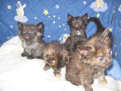 4 Norwegische Waldkatzenbabys suchen Fachpersonal