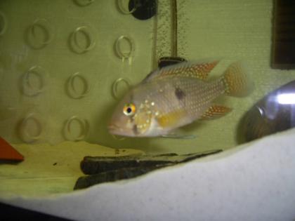 Geophagus Brasiliensis, NZ
