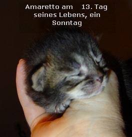 Somali-Babys zu verkaufen