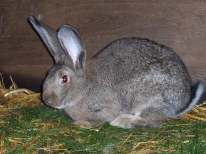 1, 0 Deutsches Riesenkaninchen, wildgrau