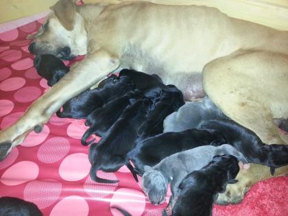 Unsere Doggenwelpen sind da Deutsche Dogge