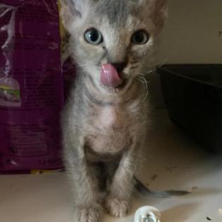 Sphynx Kitten, männlich.