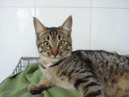 3 Katzenkinder-Tigerkater-Deleste