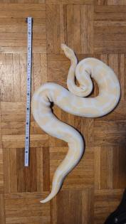 3 Pythons und vollständig eingerichtetes Terrarium