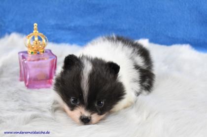 Teacup Pomeranianwelpen orangegescheckt