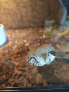 Kaiserboa / Boa Constrictor Imperator Sunglow mit Terrarium