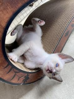 Peterbald Kitten suchen ein schönes Zuhause