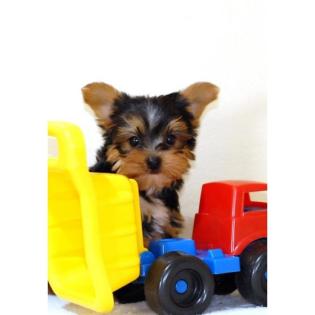 Yorkshire Terrier Welpen