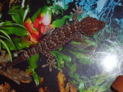 Tokee Gecko Terarium zu verkaufen
