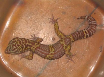 Verkaufe zahlreiche Reptilien