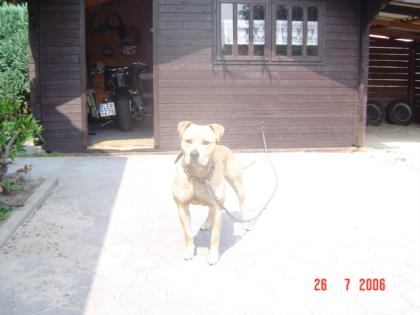 American Stafford Terrier Rüde 3, 5 Jahre