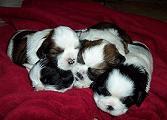 Hunde Shih tzu