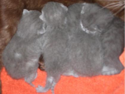 Kartäuser-Kitten, 1 Kater und 4 Katzen - V Int. Champion