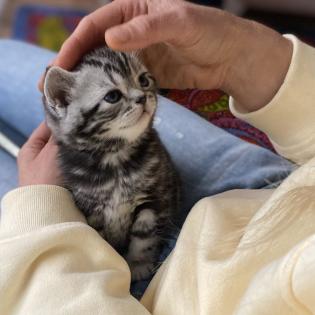 BKH-Kitten- Weibchen-Stammbaum