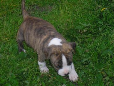 American Staffordshire