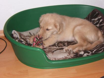 Hundebetreuung