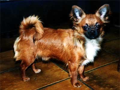 Chihuahua-Züchter-Liste aus ganz Deutschland