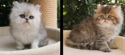 Perserbabys zum verlieben in der Farbe silver und gold