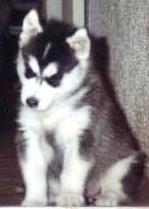 Siberian Husky-welpe 8 Wochen alt