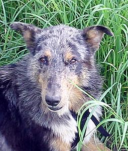 Hutch Colliemischling
