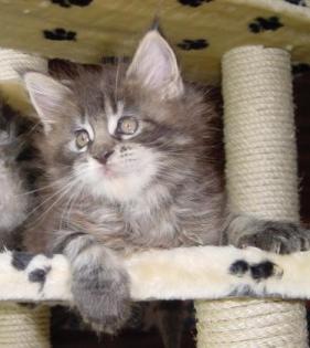 A COONATTACK MAINE COON CAT
