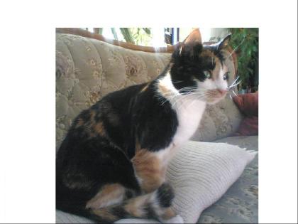 3-farbige Katze verzweifelt gesucht