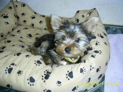 Yorkshire Terrier Welpen Rüden