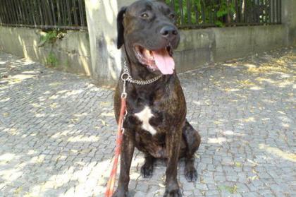 Dogo Canario Rüde geb. 29. 03. 04
