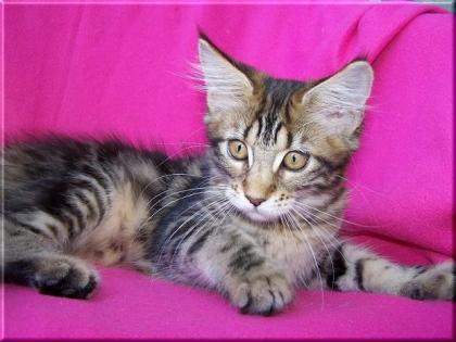 Maine Coon Kitten