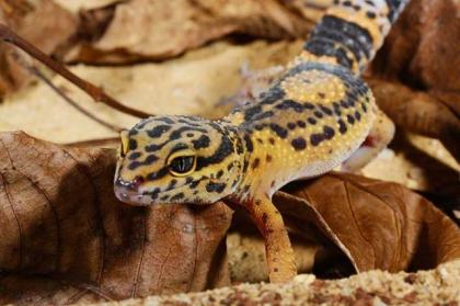 Weiblicher Leopardgecko