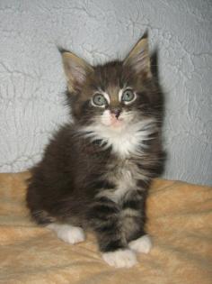 Reinrassige Maine Coon Kitten mit Ahnentafel