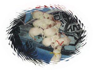 Bichon fris Welpen