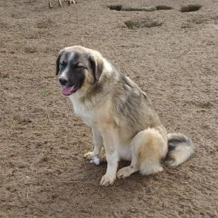 Darla - sucht ein Zuhause ohne kleine Kinder