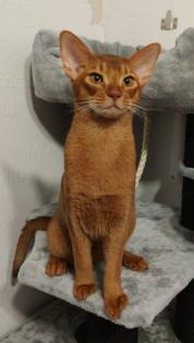 Charmanter reinrassiger 12 Monate alter Abessinier Kater mit Abstammungsurkunde