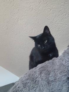 Leider 2 Kater abzugeben