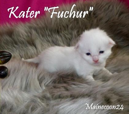 Maine Coon Kitten in verschiedenen Farben suchen DICH