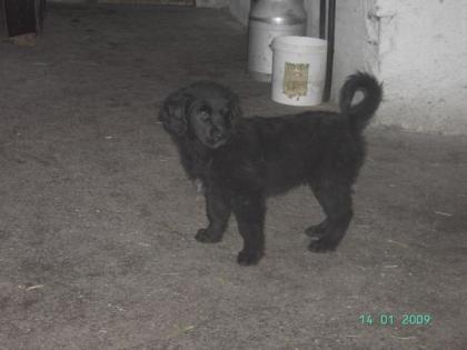 Altd. Hütehund-Golden Retriever Mischlingswelpe