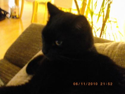 Liebevoller Kater