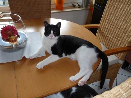 Katzenkind Caramelo- der Oberschmuser.